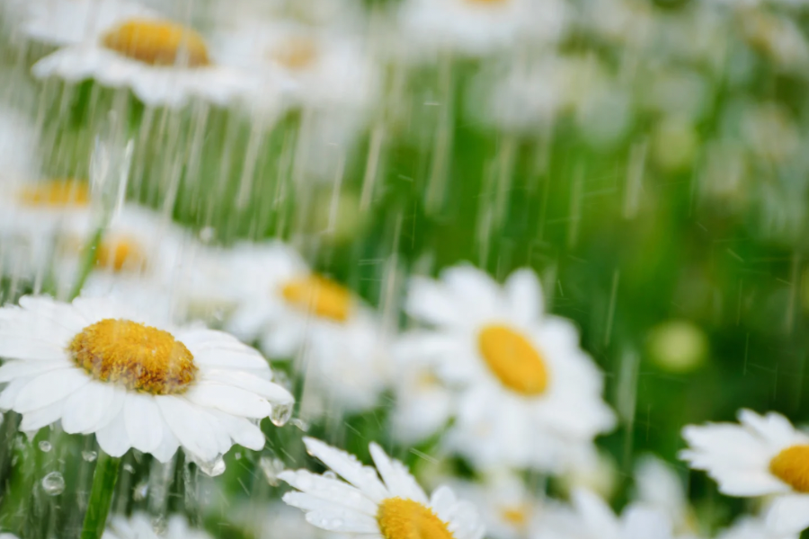 Picture of rain and flowers